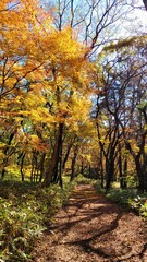 Fototapeta premium a path through a forest, a woodland path, forest, lane, trail