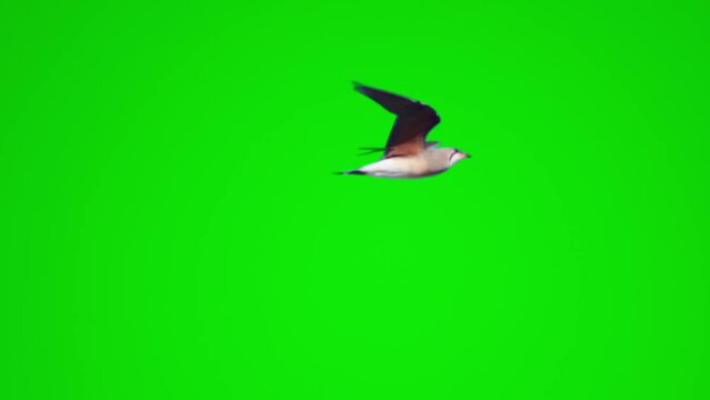 Real video of a bird flying on a green background, green screen
