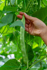A farmer's hand harvests a green bean of the Helda variety