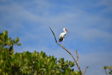 Aves acuáticas en medio natural en los esteros de la ciénaga de Monte Cabaniguán en el sur de Jobabo, Las Tunas, Cuba