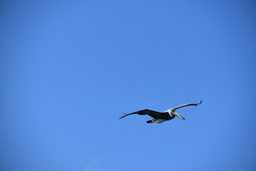 Aves acuáticas en medio natural en los esteros de la ciénaga de Monte Cabaniguán en el sur de Jobabo, Las Tunas, Cuba
