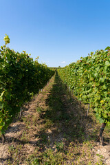 Fototapeta na wymiar Traenheim, France - 09 05 2021: Alsatian Vineyard. View details of vines and bunches of grapes along the wine route .