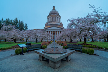 Cherry Blossoms Washington State Capitol