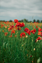 poppy field outside the village