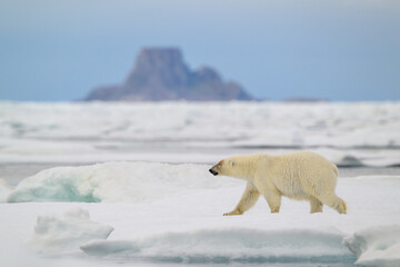 Polar bear (Ursus maritimus) on ice, Svalbard, Norway