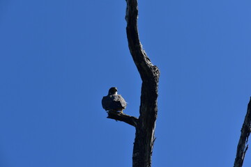 Halcón Peregrino posado en un tronco seco de la ciénaga de Birama Cuba