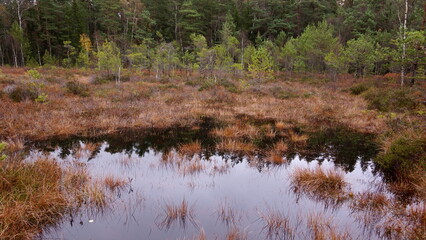 Mire with pine trees in autumn