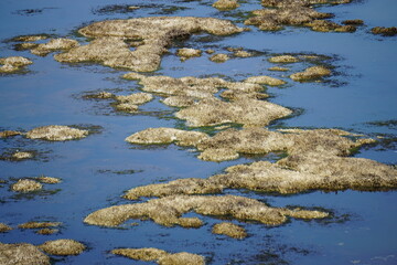 low tide on the marsh on the West coast of France
