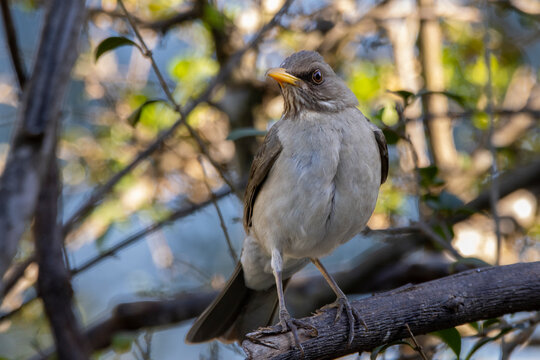 The Creamy-bellied Thrush also know as Sabia Poca or Zorzal Chalchalero on the tree branch. Species Turdus amaurochalinus. Birdwatching. Animal world. Birding.