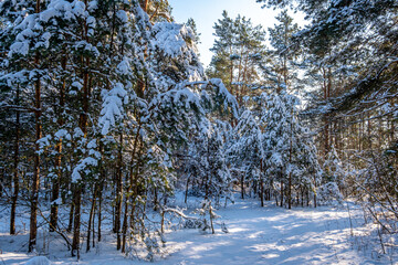 Fototapeta premium winter forest. pine trees covered with snow.