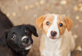 Two curious puppies gaze up, one black and one brown, against a blurred background. dog's innocent eyes and playful nature evoke a sense of wonder