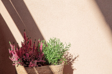 pink heather and grass on background wall in sunlight