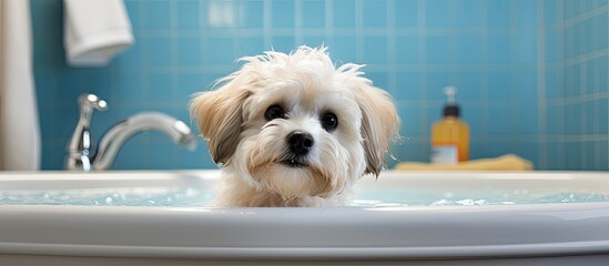 Keeping your dog s hair clean and healthy is essential for their overall wellness so regular bathing in the bathroom with water ensures proper hygiene for this domestic animal which is a ma - obrazy, fototapety, plakaty