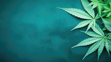 Poster Cannabis leaves background. Hemp plant green leaf close-up. Growing organic cannabis herb plantation on the farm. Marijuana cultivation, alternative medicine concept. © Oksana Smyshliaeva
