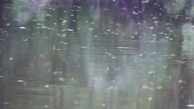 Great exodus and self-sacrifice. Millions of tens of millions of Caddis flies (Trichoptera) fly up river for several days. Power of reproduction sense attracts insects, but they will all die