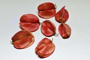 Flamegold rain tree ( Koelreuteria henryi ) fruits and seeds. Sapindaceae deciduous tropical...