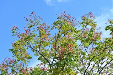 Flamegold rain tree ( Koelreuteria henryi ) fruits and seeds. Sapindaceae deciduous tropical tree.The fruit is a capsule that turns reddish-brown in autumn and contains seeds. Taiwan endemic species.