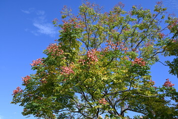 Flamegold rain tree ( Koelreuteria henryi ) fruits and seeds. Sapindaceae deciduous tropical tree.The fruit is a capsule that turns reddish-brown in autumn and contains seeds. Taiwan endemic species.