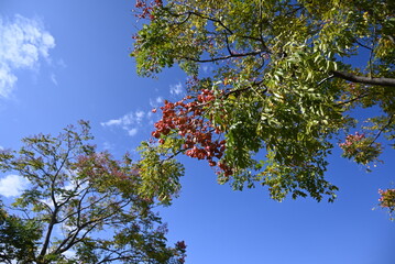 Flamegold rain tree ( Koelreuteria henryi ) fruits and seeds. Sapindaceae deciduous tropical...