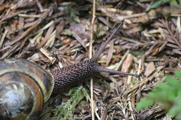 Snail on the ground
