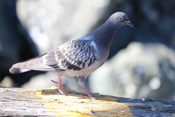 pigeon on a piece of wood