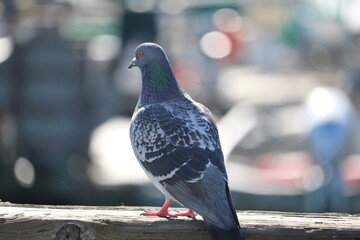 pigeon on the dock