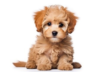 A cute and cheerful toy poodle puppy with apricot-colored fur sits on a white background, showing off his tiny and fluffy beauty.
