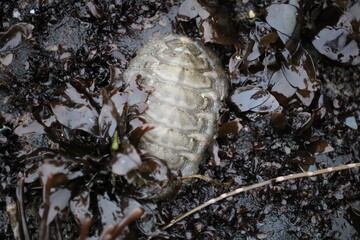 chiton on the beach