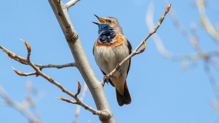 lilac roller on branch