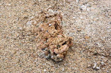 Coral washed up on the deserted Riambel Beach. Riambel on the south coast near Surinam, Mauritius