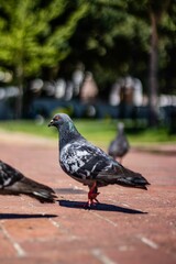 Vertical selective focus shot of a gray pigeon on brown pavement