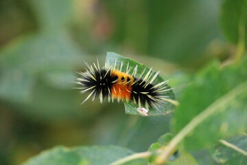 caterpillar on a leaf