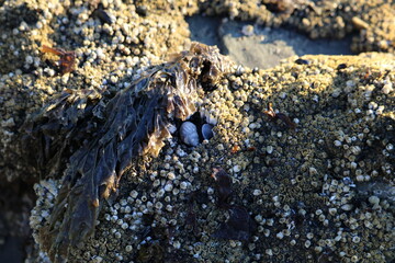 seashells