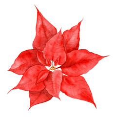 Watercolor Christmas Red Poinsettia Illustration