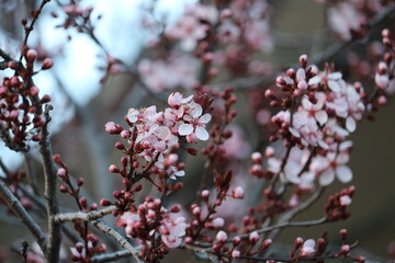 pink blossom