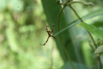 A female St. Andrew's cross spider and her male partner are facing each other