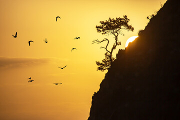 lonely pine grows on a rock in the Sunny dawn. silhouettes of a flock of flying birds. Dawn in the...