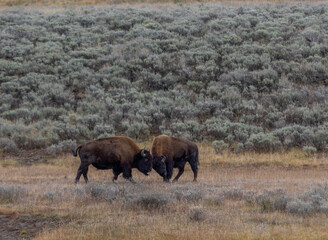 American bison buffalo in Yellowstone park national park image shows two bisons locking horns and fighting for dominance, october 2023