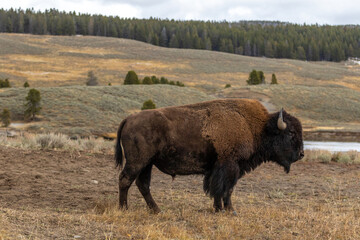 American bison buffalo in Yellowstone park national park image shows a side view of the bison looking away from the camera, October 2023