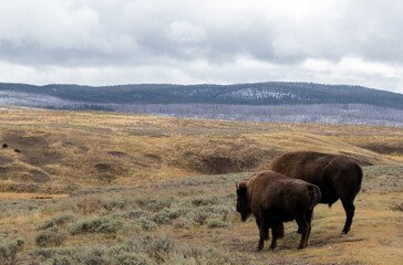 American bison buffalo in Yellowstone park national park image shows a mother and calf bison facing away from the camera looking into the distant, October 2023