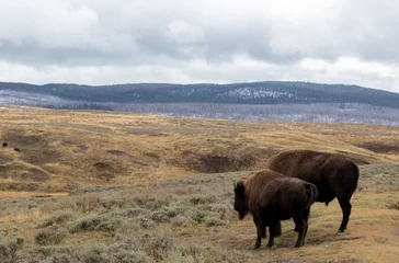 Wandcirkels tuinposter American bison buffalo in Yellowstone park national park image shows a mother and calf bison facing away from the camera looking into the distant, October 2023 © J.Woolley