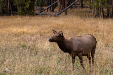 Elk in the open grassland in Yellowstone national park