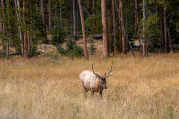 stag, buck or male elk in the open grassland in Yellowstone national park