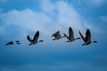 Birds in flight