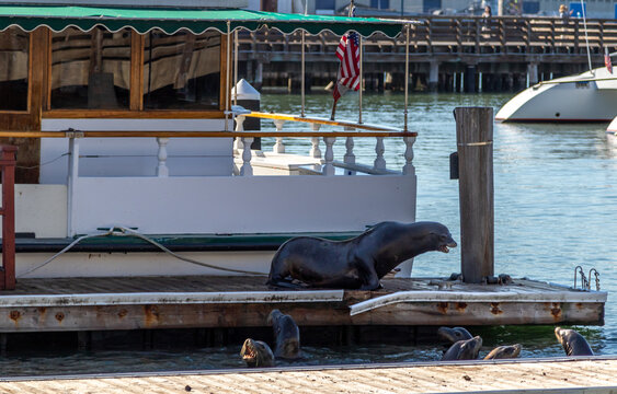 seal on a pier with multiple sea lions in the sea below looking up at him, image shows a single dominant seal on a dock seals in the sea below and a vintage wooden boat in the background, october 2023