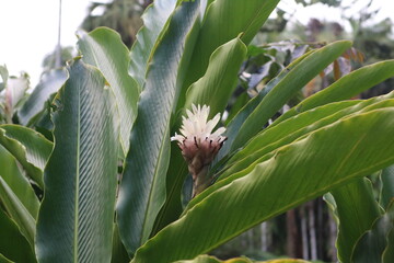 Obraz premium Tropical plant