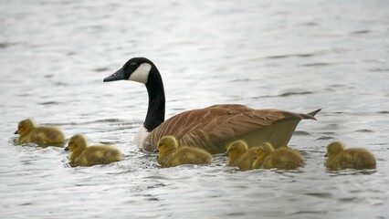 Mother duck and her ducklings swimming in a pond surrounded by other ducks