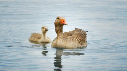 Duck with its duckling peacefully paddle through the water in a row, side by side
