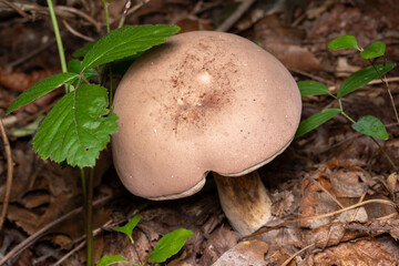 reddish brown bitter bolete