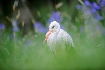 White stork hidden in high green grass. Blured foreground and backround. Ciconia ciconia